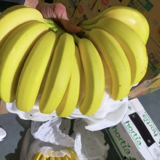 太仓市菲律宾精品二黄蕉，蕉体金黄，口感软糯香甜，保质保量全国可发