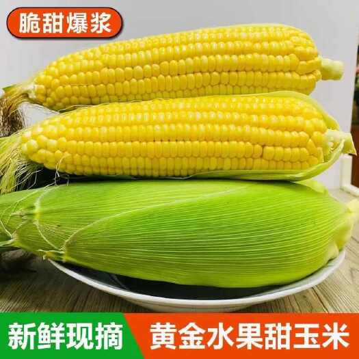 浦北县广西/云南黄金水果玉米新鲜发货3/5/9斤一件代发包邮批发