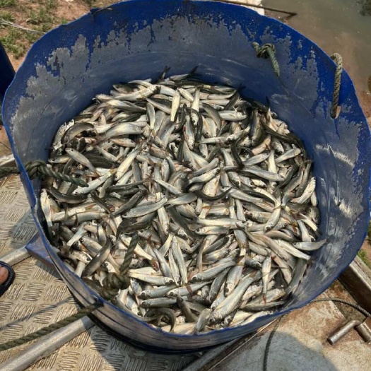 横州市麦鲮鱼苗出售 各种规格