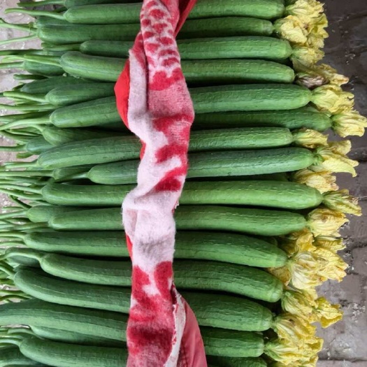 濮阳县鲜花丝瓜