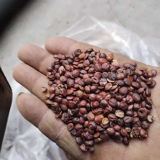赞皇县国产酸枣仁