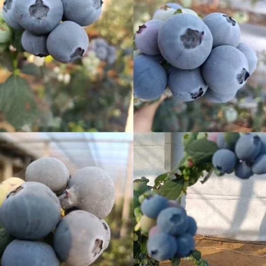 莒县蓝莓大量有货价格不高