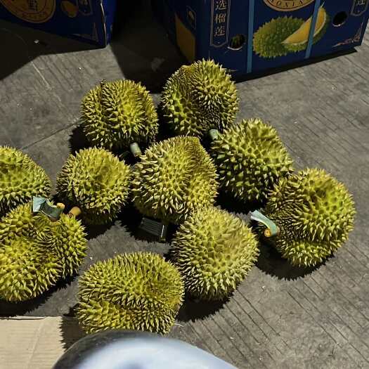 南宁泰国金枕榴莲A10
