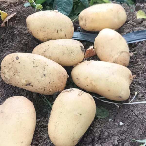 湖北  基地土豆  实验一号  沃土  黄皮黄心量大质优