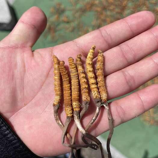共和县青海玉树冬虫夏草