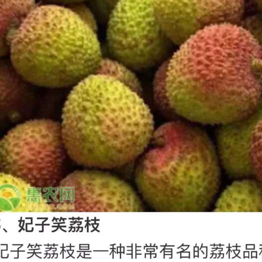 廉江市荔枝