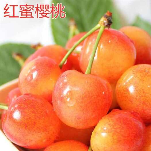 沂源县红蜜大樱桃开始上市，口感纯甜
