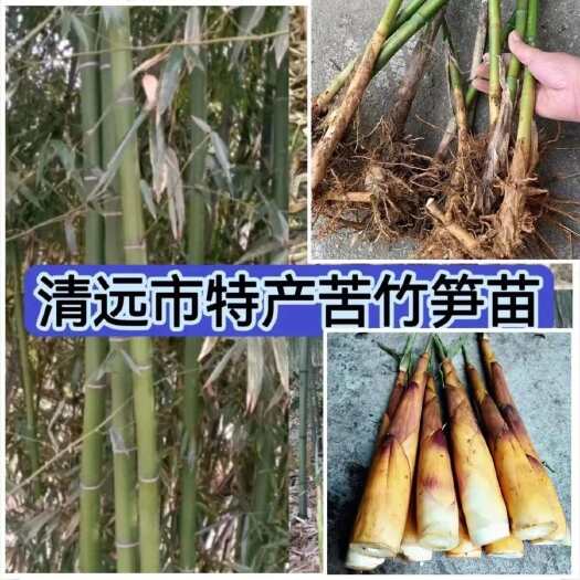 灵山县苦竹苗清远苦竹笋苗地栽南北方庭院大型食用苦行笋耐寒耐热包邮