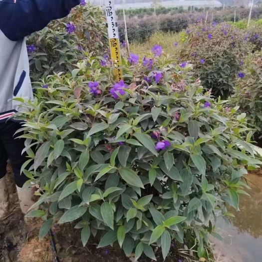 惠州牡丹球