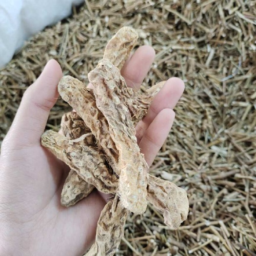 玉林批发知母