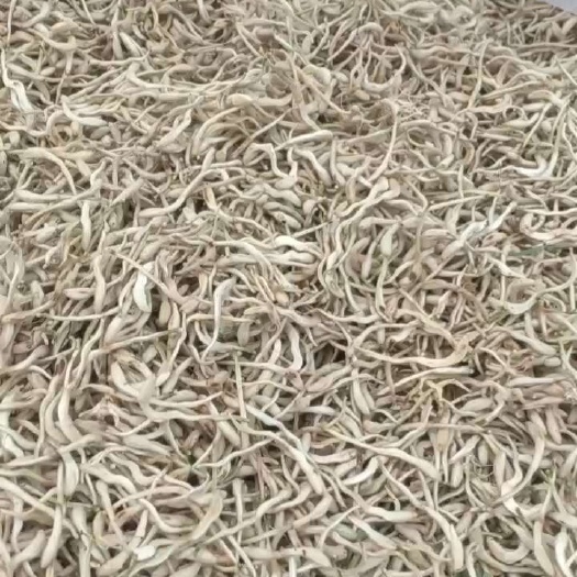 通货金银花