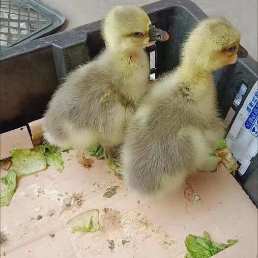 汕头汕头狮头鹅苗纯种特大种