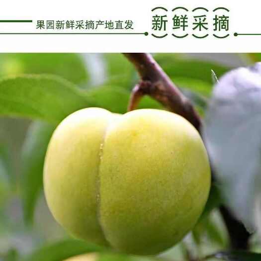  蜂糖李