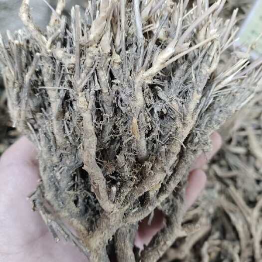 玉林批发柴胡