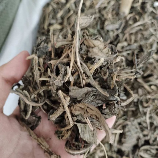 玉林批發(fā)大青葉