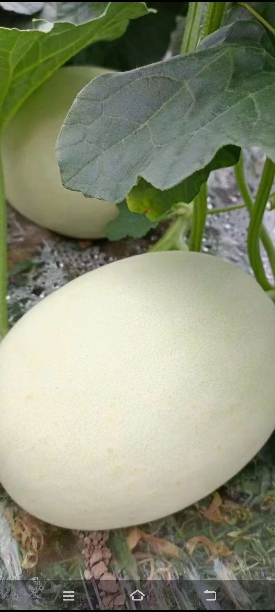 玉菇，小蜜，黄金瓜上市了