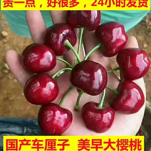 枣庄美早露天大樱桃，顺丰EMS空运包邮，布鲁克斯黄蜜樱桃一件代发