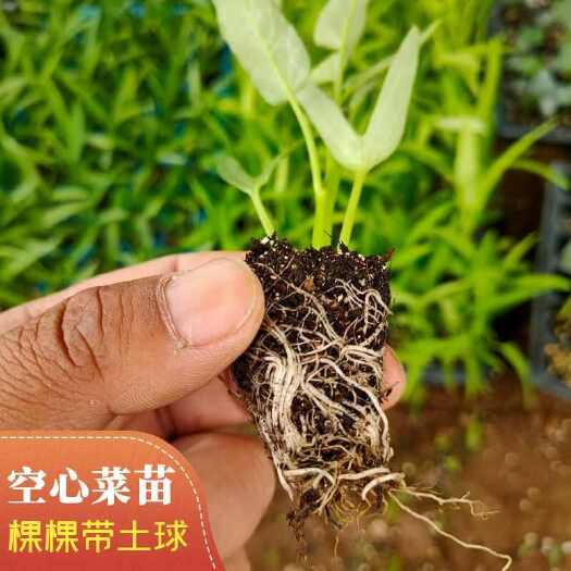 寿光市夏季蔬菜小柳竹尖叶空心菜苗多茬白梗秧苗新鲜三叉带土通心蕹菜苗