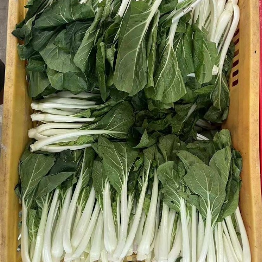 惠州小白菜