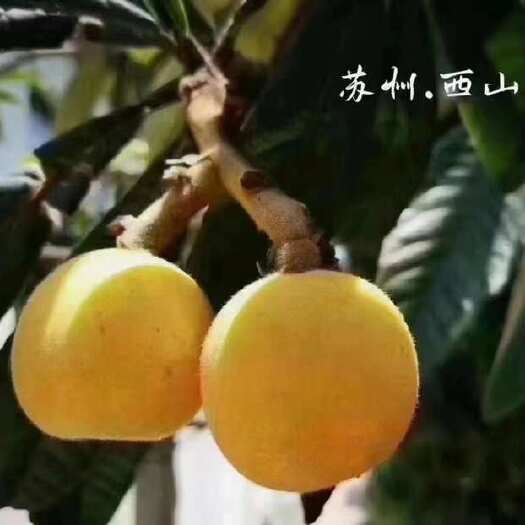 苏州现摘新鲜超甜大果 江苏西山青种枇杷 鲜果当季整箱
