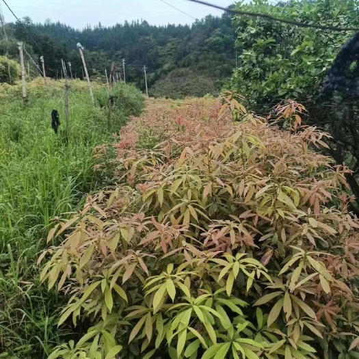 柳州金丝楠木十多万颗