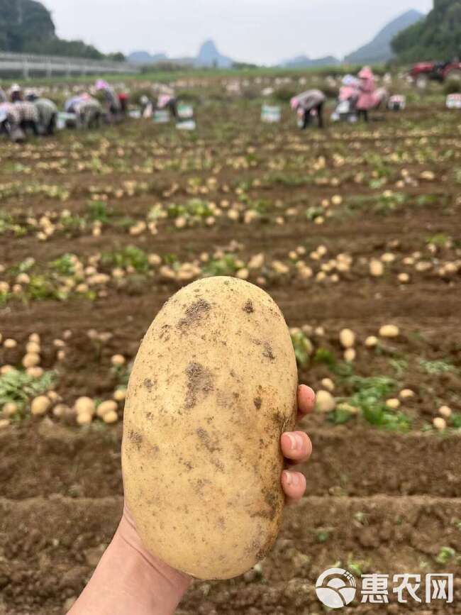 黄皮黄心土豆，农家现挖，新鲜精选，基地直发量大优惠