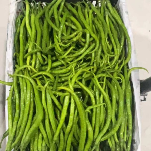 景谷县鲜线椒