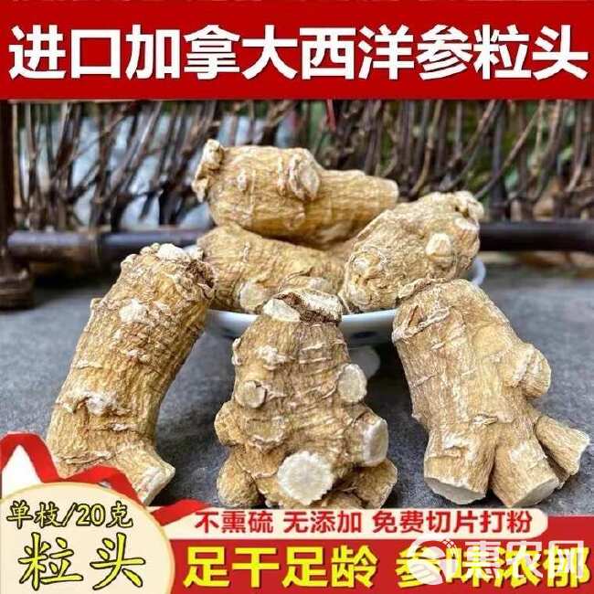 西洋参 加拿大西洋参粒头 大量批发