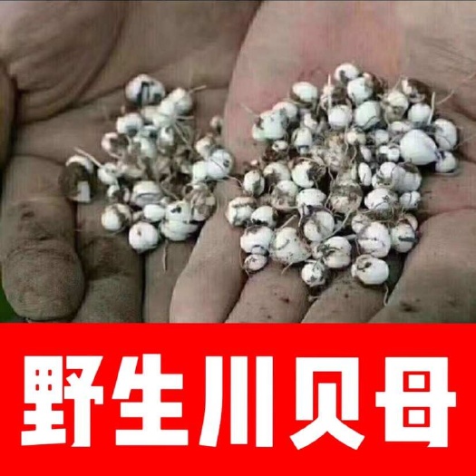 文山市川贝 川贝母  干货
