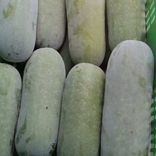 毛瓜  节瓜