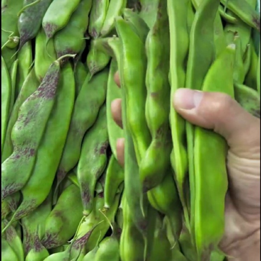  油豆角