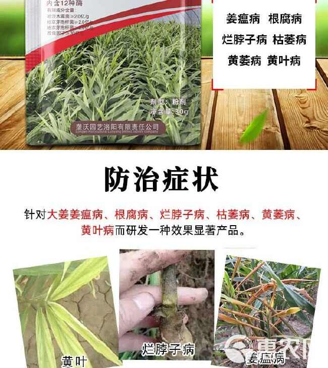 姜瘟专用药生姜病全管茎腐病叶枯病腐烂病根腐病烂脖子强菌剂