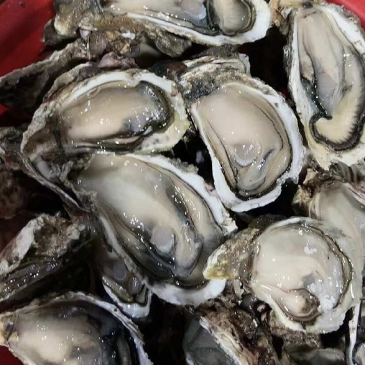 饶平县鲜活生蚝加工半壳蚝 全壳蚝牡蛎 烧烤蚝 全国冷链物流发货