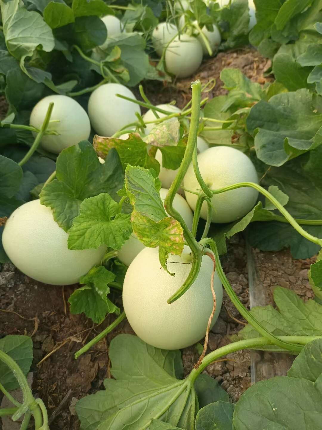 玉菇，小蜜，黄金瓜上市了