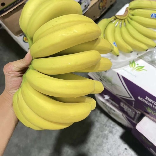 太仓市菲律宾精品二黄蕉，口感软糯香甜，蕉体金黄，无黑皮无裂口无硬芯