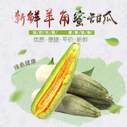 莘县博洋甜瓜   博洋系列甜瓜61大量供应