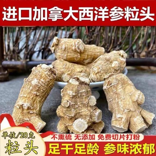 文山市西洋参 加拿大西洋参粒头 大量批发