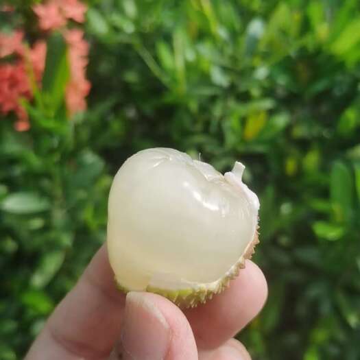 澄迈县荔枝