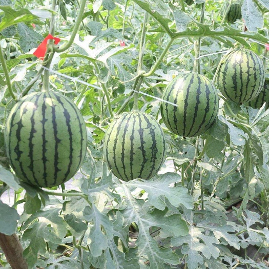 小吊瓜，小西瓜，小糖丸，皮薄脆甜多汁，甜度14个左右