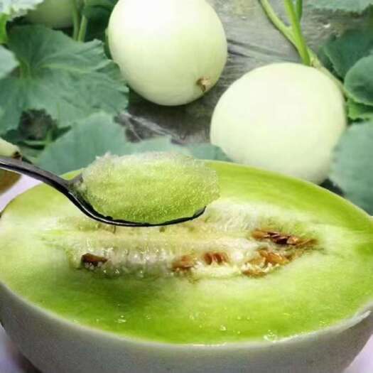 玉菇，小蜜，黄金瓜上市了