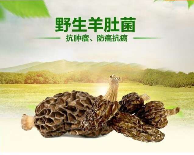 小金县预售2026年新鲜野生羊肚菌