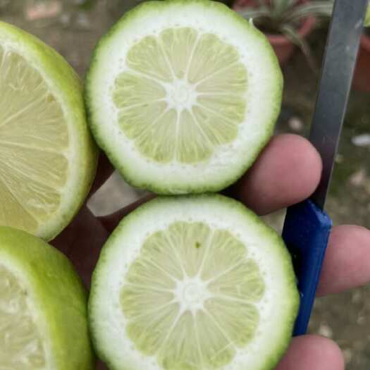 广州香水柠檬中杆大苗