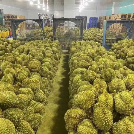 河口县泰国金枕榴莲