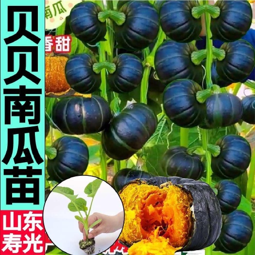 寿光市绿贝贝南瓜秧苗带土球甜糯真贝贝南瓜蜜本南瓜种子四季盆地栽