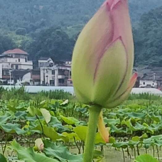 韶关莲花座