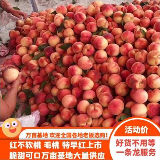 宜城市红不软桃  毛桃，特早红上市，脆甜可口，万亩基地，大量供应