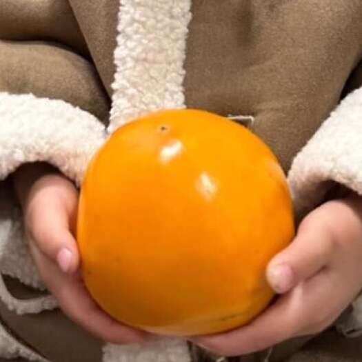巴中帝柿柿子苗，帝柿，帝柿甜柿苗