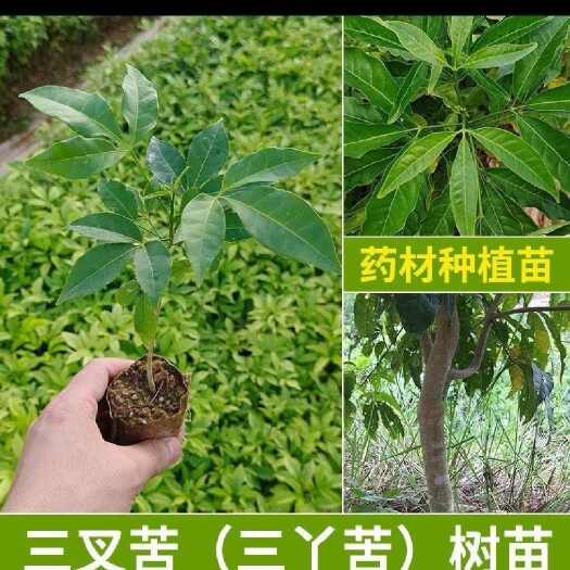 灵山县三叉苦苗三桠苦苗三丫苦苗三枝枪苗 三叉虎苗中药材树苗广西发货