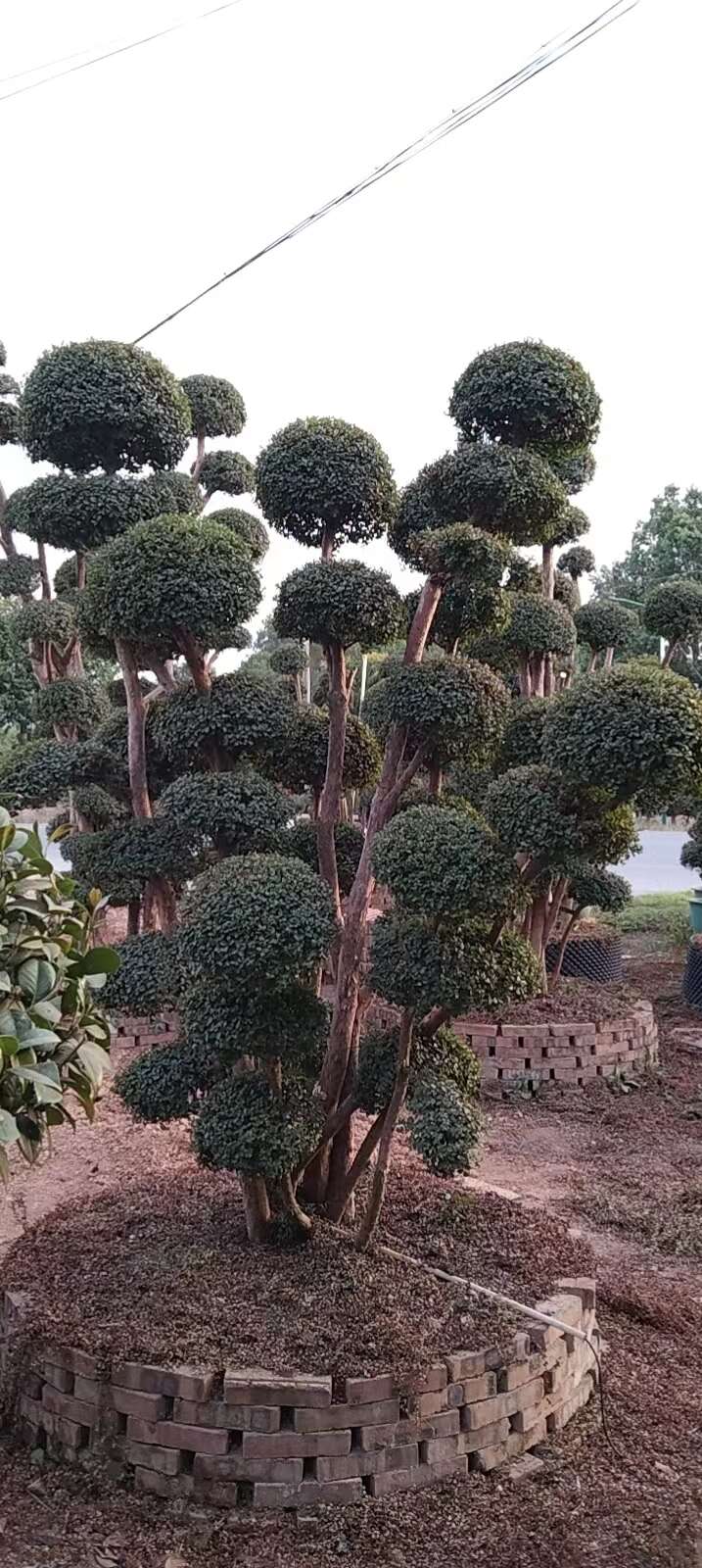 赤楠，小米楠，造型桩景观，植物高大威武，基地直供