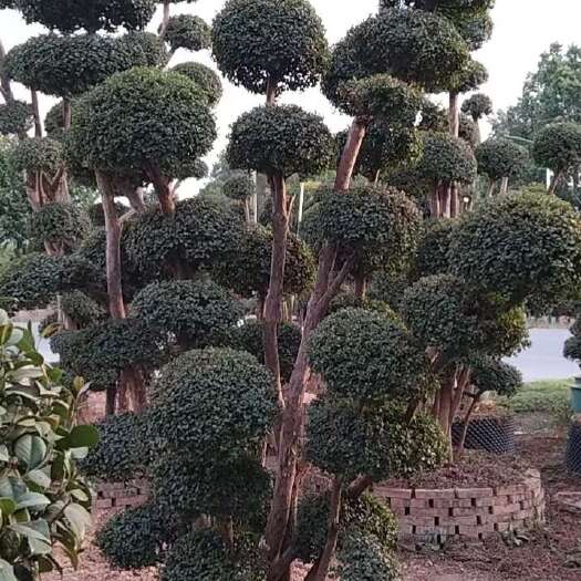 长沙赤楠小米楠造型桩景观植物高大威武基地直供